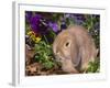 Baby Holland Lop Eared Rabbit, USA-Lynn M. Stone-Framed Photographic Print