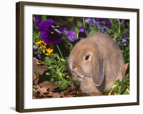 Baby Holland Lop Eared Rabbit, USA-Lynn M. Stone-Framed Photographic Print