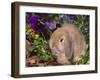 Baby Holland Lop Eared Rabbit, USA-Lynn M. Stone-Framed Photographic Print