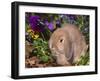 Baby Holland Lop Eared Rabbit, USA-Lynn M. Stone-Framed Photographic Print