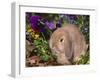 Baby Holland Lop Eared Rabbit, USA-Lynn M. Stone-Framed Photographic Print