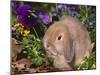Baby Holland Lop Eared Rabbit, USA-Lynn M. Stone-Mounted Photographic Print