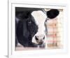 Baby Holstein (color)-Elizabeth Kay-Framed Giclee Print