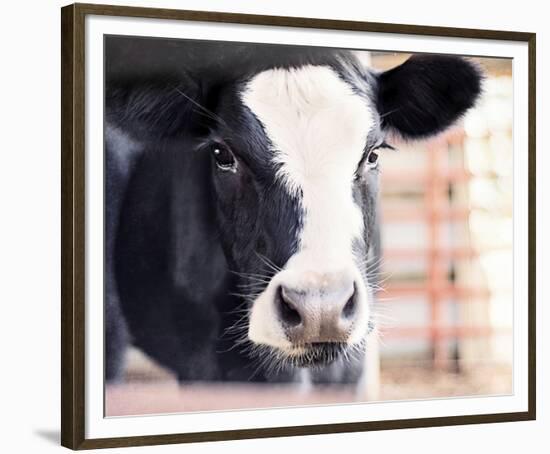 Baby Holstein (color)-Elizabeth Kay-Framed Giclee Print