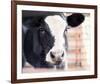 Baby Holstein (color)-Elizabeth Kay-Framed Giclee Print