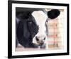 Baby Holstein (color)-Elizabeth Kay-Framed Giclee Print