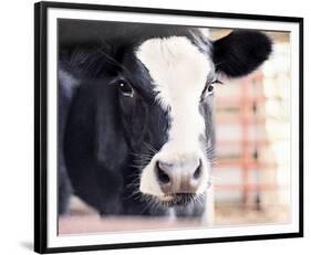 Baby Holstein (color)-Elizabeth Kay-Framed Giclee Print