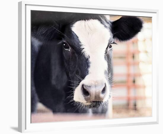 Baby Holstein (color)-Elizabeth Kay-Framed Giclee Print