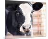 Baby Holstein (color)-Elizabeth Kay-Mounted Giclee Print