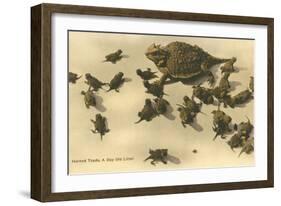 Baby Horned Toads-null-Framed Art Print