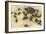 Baby Horned Toads-null-Framed Art Print