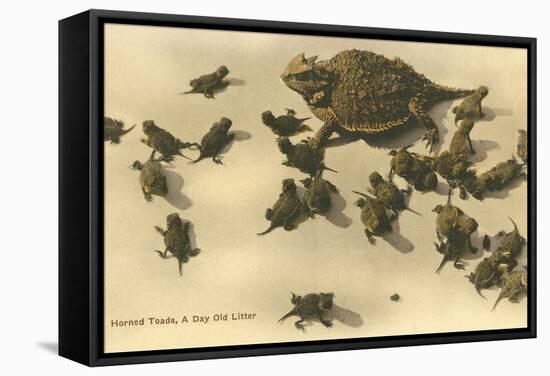 Baby Horned Toads-null-Framed Stretched Canvas