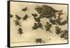 Baby Horned Toads-null-Framed Stretched Canvas
