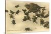Baby Horned Toads-null-Stretched Canvas