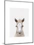 Baby Horse 1-Leah Straatsma-Mounted Art Print