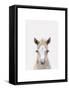Baby Horse 1-Leah Straatsma-Framed Stretched Canvas