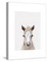 Baby Horse 1-Leah Straatsma-Stretched Canvas