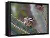 Baby Hummingbird in nest.-Zandria Muench Beraldo-Framed Stretched Canvas