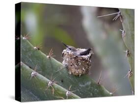 Baby Hummingbird in nest.-Zandria Muench Beraldo-Stretched Canvas