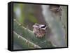 Baby Hummingbird in nest.-Zandria Muench Beraldo-Framed Stretched Canvas