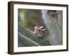 Baby Hummingbird in nest.-Zandria Muench Beraldo-Framed Photographic Print