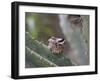 Baby Hummingbird in nest.-Zandria Muench Beraldo-Framed Photographic Print