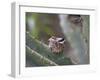 Baby Hummingbird in nest.-Zandria Muench Beraldo-Framed Photographic Print