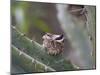 Baby Hummingbird in nest.-Zandria Muench Beraldo-Mounted Photographic Print