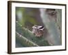 Baby Hummingbird in nest.-Zandria Muench Beraldo-Framed Photographic Print