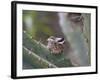 Baby Hummingbird in nest.-Zandria Muench Beraldo-Framed Photographic Print