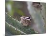 Baby Hummingbird in nest.-Zandria Muench Beraldo-Mounted Photographic Print