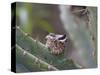 Baby Hummingbird in nest.-Zandria Muench Beraldo-Stretched Canvas