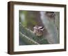 Baby Hummingbird in nest.-Zandria Muench Beraldo-Framed Photographic Print