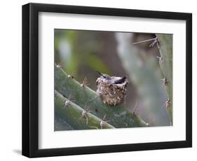 Baby Hummingbird in nest.-Zandria Muench Beraldo-Framed Photographic Print