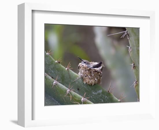 Baby Hummingbird in nest.-Zandria Muench Beraldo-Framed Photographic Print