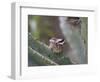 Baby Hummingbird in nest.-Zandria Muench Beraldo-Framed Photographic Print