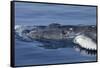 Baby Humpback Whale-Michele Westmorland-Framed Stretched Canvas