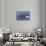 Baby Humpback Whale-Michele Westmorland-Stretched Canvas displayed on a wall