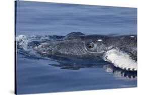Baby Humpback Whale-Michele Westmorland-Stretched Canvas