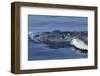 Baby Humpback Whale-Michele Westmorland-Framed Photographic Print