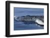 Baby Humpback Whale-Michele Westmorland-Framed Photographic Print