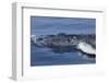 Baby Humpback Whale-Michele Westmorland-Framed Photographic Print