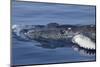 Baby Humpback Whale-Michele Westmorland-Mounted Photographic Print