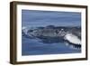 Baby Humpback Whale-Michele Westmorland-Framed Photographic Print