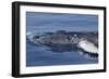 Baby Humpback Whale-Michele Westmorland-Framed Photographic Print