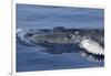 Baby Humpback Whale-Michele Westmorland-Framed Photographic Print