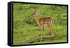 Baby Impala, by Chobe River, Chobe NP, Kasane, Botswana, Africa-David Wall-Framed Stretched Canvas