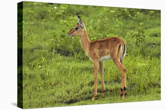 Baby Impala, by Chobe River, Chobe NP, Kasane, Botswana, Africa-David Wall-Stretched Canvas