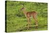 Baby Impala, by Chobe River, Chobe NP, Kasane, Botswana, Africa-David Wall-Stretched Canvas