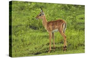 Baby Impala, by Chobe River, Chobe NP, Kasane, Botswana, Africa-David Wall-Stretched Canvas